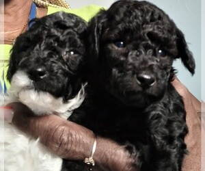 Poodle (Toy) Puppy for sale in COLUMBIA, SC, USA