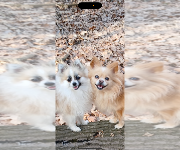 Medium Photo #1 Pomeranian Puppy For Sale in DENVER, CO, USA