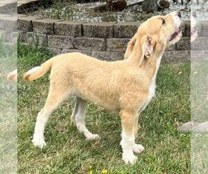 Great Dane-Poodle (Standard) Mix Puppy for sale in CHARITON, IA, USA