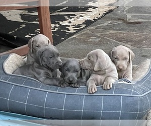 Weimaraner Puppy for sale in LIBBY, MT, USA