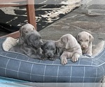 Small Photo #1 Weimaraner Puppy For Sale in LIBBY, MT, USA