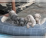 Small Weimaraner