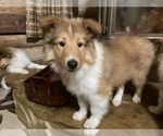 Small Photo #4 Collie Puppy For Sale in SOMERSET, CO, USA