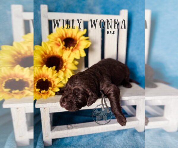 Medium Photo #5 Labradoodle Puppy For Sale in ELIZABETH CITY, NC, USA