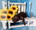 Small Photo #13 Labradoodle Puppy For Sale in ELIZABETH CITY, NC, USA