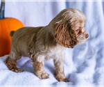 Small Photo #11 Cocker Spaniel Puppy For Sale in WAKARUSA, IN, USA
