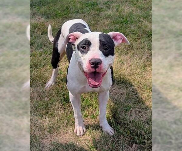 Medium Photo #1 American Pit Bull Terrier Puppy For Sale in Akron, OH, USA
