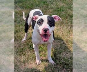 American Pit Bull Terrier Dogs for adoption in Akron, OH, USA