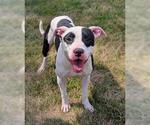Small American Pit Bull Terrier