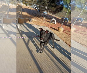 May - Female Labrador Retriever-Unknown Mix Dog for Adoption - Photo #4