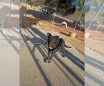 Small Photo #4 Labrador Retriever-Unknown Mix Puppy For Sale in San Diego, CA, USA