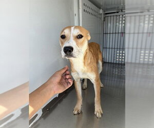 Mutt Dogs for adoption in Stockton, CA, USA