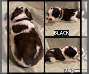 Saint Bernard Puppy for sale in RIGBY, ID, USA