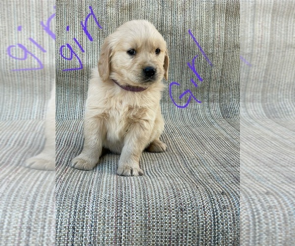 Medium Photo #3 Golden Retriever Puppy For Sale in OROVILLE, CA, USA