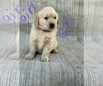 Small Photo #3 Golden Retriever Puppy For Sale in OROVILLE, CA, USA