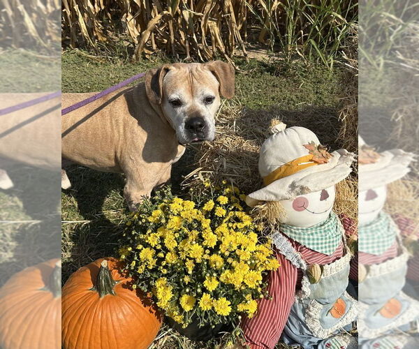 Medium Photo #4 Boxer-Unknown Mix Puppy For Sale in Evansville, IN, USA