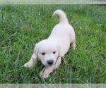 Small Photo #19 English Cream Golden Retriever Puppy For Sale in MILLVILLE, MA, USA