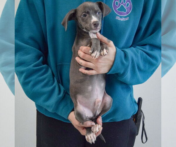 Medium Photo #4 American Staffordshire Terrier-Labrador Retriever Mix Puppy For Sale in Huntley, IL, USA