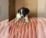 Puppy Puppy 2 Rat Terrier