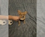 Small #2 Chihuahua