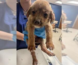 Australian Shepherd-Unknown Mix Dogs for adoption in Conroe, TX, USA