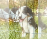 Small Photo #28 Miniature Australian Shepherd Puppy For Sale in LA CANADA FLINTRIDGE, CA, USA