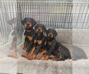 Doberman Pinscher Puppy for sale in PERU, KS, USA