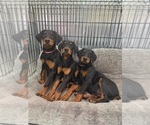 Small Doberman Pinscher