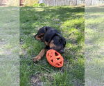 Small #8 Doberman Pinscher