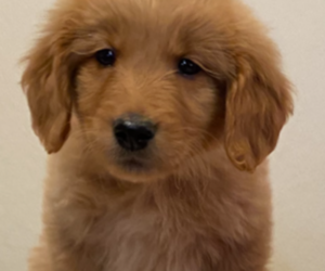 Golden Retriever Puppy for sale in COLUMBUS, IN, USA