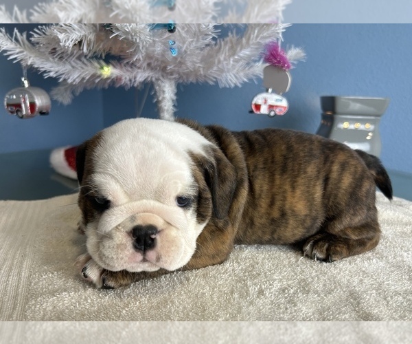 Medium Photo #5 Bulldog Puppy For Sale in THONOTOSASSA, FL, USA