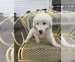 Small #4 Great Pyrenees