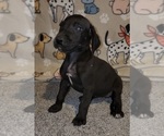 Small #3 Great Dane