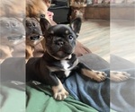 Small #5 French Bulldog