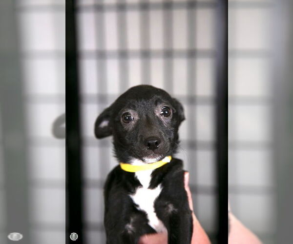 Medium Photo #4 Chihuahua-Unknown Mix Puppy For Sale in Princeton, MN, USA