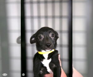 Sparkle - Female Chihuahua-Unknown Mix Dog for Adoption - Photo #4