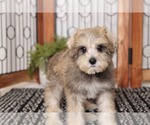 Small Photo #1 Schnoodle (Miniature) Puppy For Sale in NAPLES, FL, USA