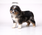 Puppy Reno Australian Shepherd