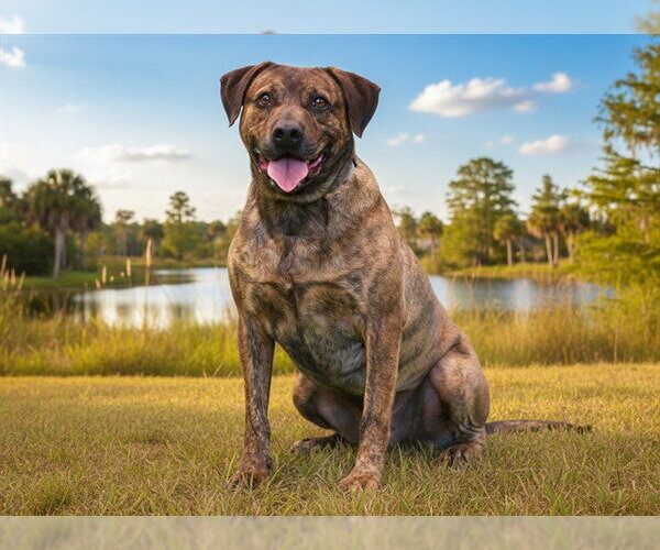 Medium Photo #3 Plott Hound-Unknown Mix Puppy For Sale in Tavares, FL, USA