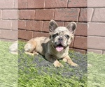 Small Photo #24 French Bulldog Puppy For Sale in LITTLE ROCK, AR, USA