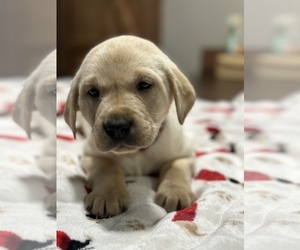 Labrador Retriever Puppy for sale in AUMSVILLE, OR, USA
