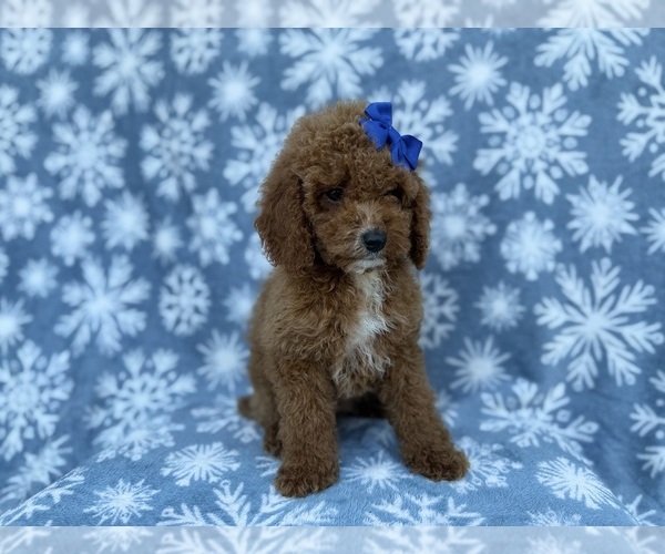 Medium Photo #9 Cock-A-Poo Puppy For Sale in LAKELAND, FL, USA