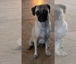 Small Pug