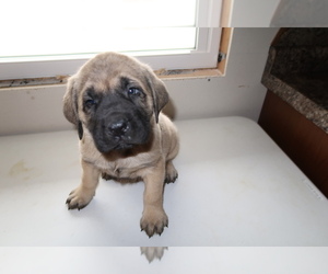 Mastiff Puppy for sale in DAYTON, OH, USA