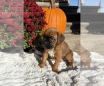 Creed - Male Boxer Puppy for Sale - Small photo