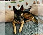 Small Photo #144 German Shepherd Dog Puppy For Sale in LA FAYETTE, NY, USA