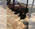 Small Photo #48 Great Dane Puppy For Sale in MARICOPA, AZ, USA