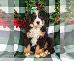 Small Photo #1 Bernese Mountain Dog Puppy For Sale in NEW HOLLAND, PA, USA