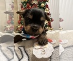 Puppy Puppy 3 Yorkshire Terrier