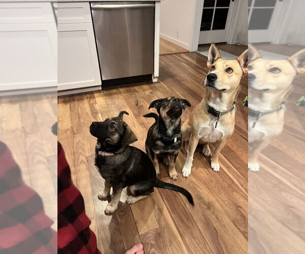 Medium Photo #7 Mutt Puppy For Sale in Dana Point, CA, USA